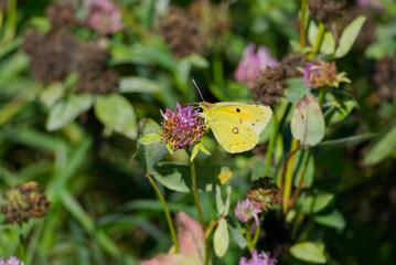 Clouded Yellow (Colias croceus) Butterfly perched on pink flower in Zurich, Switzerland