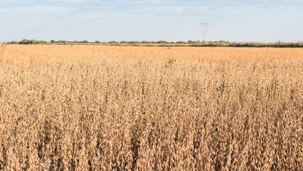 plantacion de soja en epoca de cosecha, con luz de atardecer, campo argentino