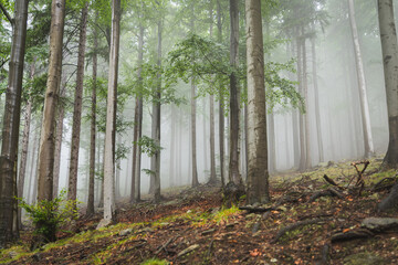 Leśna mgła © Katarzyna