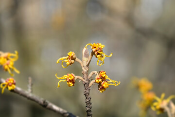Japanese Witch Hazel Zuccariniana