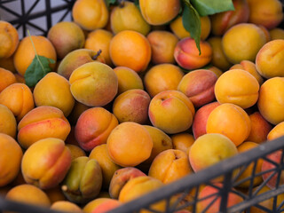 A close-up of fresh organic apricots in a crate