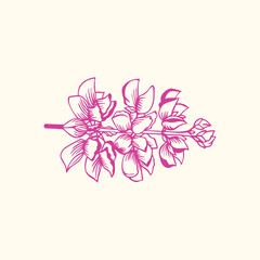 Fototapeta na wymiar flowers isolated on white background