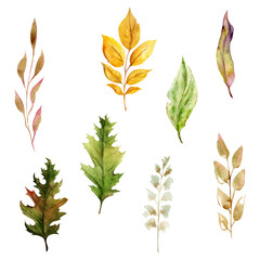Fototapeta na wymiar Watercolor set of hand drawn elements with autumn grasses, branches and leaves. Isolated on white background. Design for invitations, wedding, greeting cards, wallpaper, print, textile