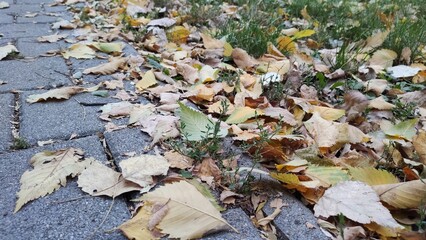 autumn leaves on the ground