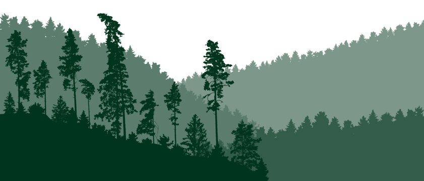 Beautiful nature landscape, silhouette of pines, spruce trees on background of  wild forest on mountains . Vector illustration
