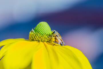 Biene auf gelber Blüte © Dietmar