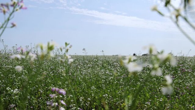 An agricultural field with white flowers for obtaining honey in windy weather , flowers grown for obtaining food stagger from the wind