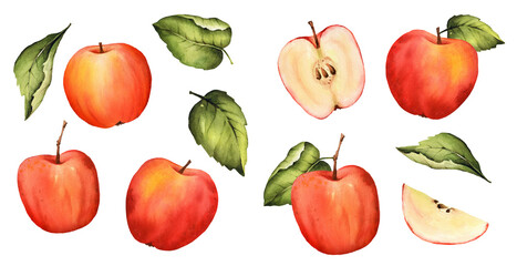 Watercolor red apple with green leaves, half, slice. Isolated. Food illustration for thanksgiving and harvest day, scrapbooking. Hand painted clipart.