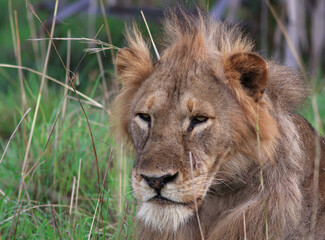 Obraz na płótnie Canvas lion picture; Lion with a GPS collar; big male lion in the wild; lion side view; male lion looking; maneless lion; lion with mane; wild lion; Male lion from Murchison National Park, Uganda; Science 