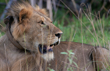 Fototapeta na wymiar lion picture; Lion with a GPS collar; big male lion in the wild; lion side view; male lion looking; maneless lion; lion with mane; wild lion; Male lion from Murchison National Park, Uganda; Science 