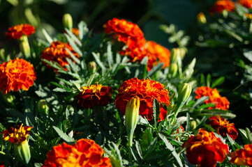 orange and flowers