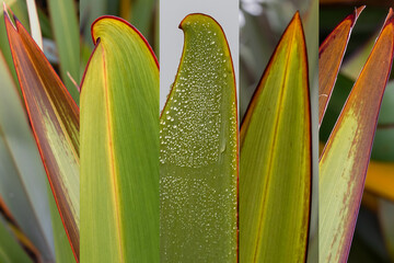  Harakeke/New Zealand Flax leaves