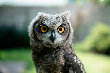 Detail portrait of African owl