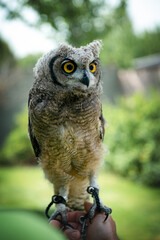 Beautiful young African owl is sitting at the human hand