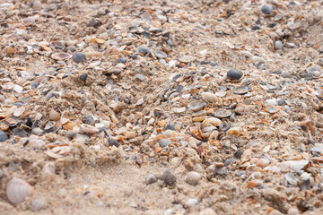 Beach sand and sea shells. Marine theme. Close-up. Small depth of field (DOF)