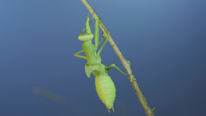 Close-up of green praying mantis sitting on bush branchon and washing his face blue sky background