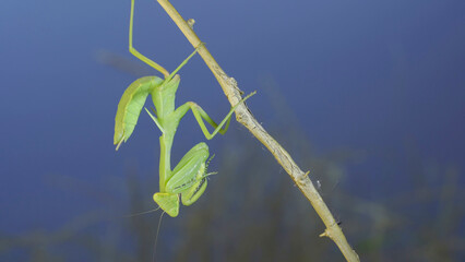 Close-up of green praying mantis sitting on bush branch and looks at on camera on blue sky background