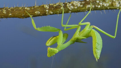 Green praying mantis hangs on at horny branch of bush and looks at on camera on blue sky background