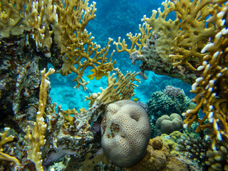 The most beautiful views and vibrant inhabitants of the Red Sea, Hurghada, Egypt