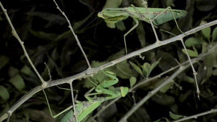  Two mantises met on the same branch. Close up of mantis