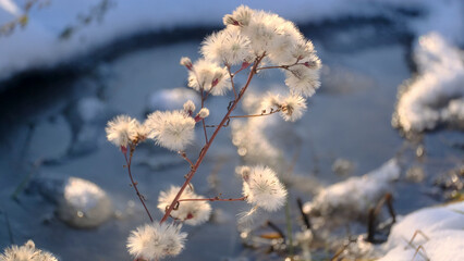 Seashore aster against the background of snow and frozen salt lake. Close-up of the Sea Aster (Tripolium pannonicum)