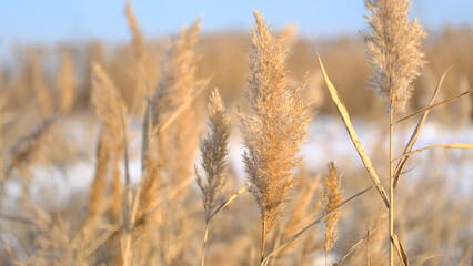 Fototapeta premium Reeds sways in the wind against the backdrop of snow. Closeup of reeds. Natural background, Reeds in the wind in the sun rays on dawn. Winter landscape