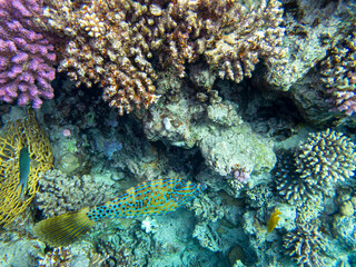 Plakat The most beautiful views and vibrant inhabitants of the Red Sea, Hurghada, Egypt