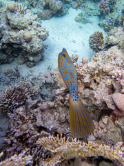The most beautiful views and vibrant inhabitants of the Red Sea, Hurghada, Egypt