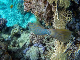 The most beautiful views and vibrant inhabitants of the Red Sea, Hurghada, Egypt