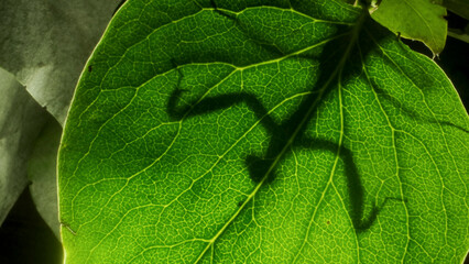 Praying mantis is silhouetted behind a green lilac leaf. Close-up of mantis insect. Backlighting (Contre-jour)