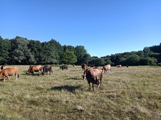 Manada de vacas en un prado de Galicia