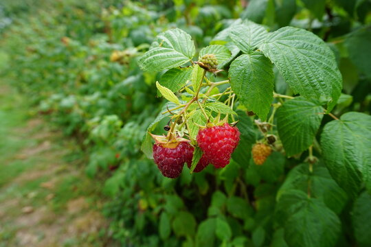 Maliny
