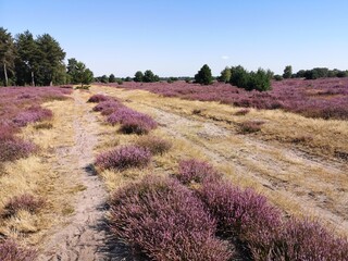 Heather fields in the Staatsbossen in Sint Anthonis are blooming again.