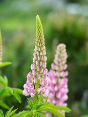 Obraz premium Fresh delicate bud of pink lupinus in the morning
