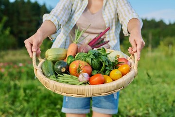 Fototapeta premium Close up basket of fresh raw organic vegetables in farmer hands