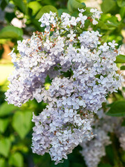 A delicate tender fresh branch of light purple lilac