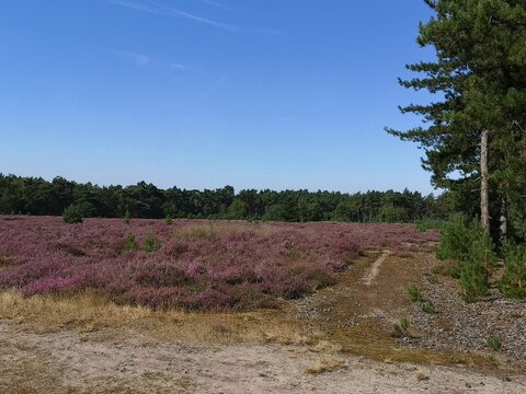 Heather fields in the Staatsbossen in Sint Anthonis are blooming again.