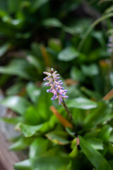 colorful tropical plant in greenhouse. Bright colors exotic plants