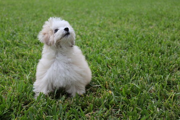 white puppy on grass