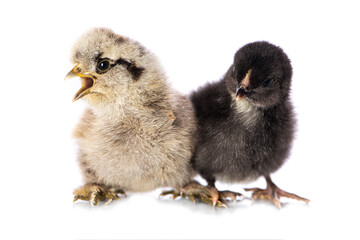 Cute chicken isolated on white background