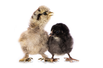 Cute chicken isolated on white background