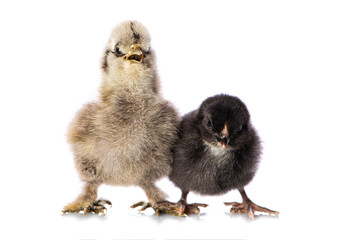 Cute chicken isolated on white background