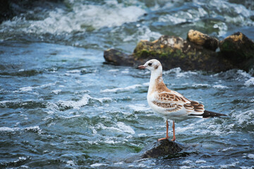 Seagull chick stands on stone middle stormy stream river water.