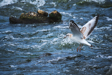 Seagull chick hovering over water.