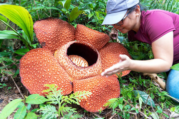Woman looking at big Rafflesia keithii flower in the jungle of Borneo