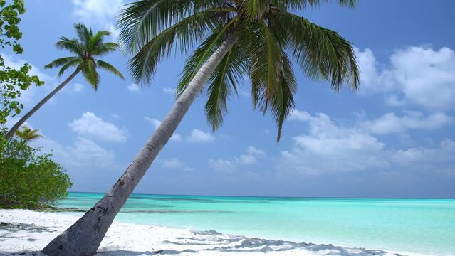Pristine and bounty beach with coconut palm tree and turquoise sea. Tropical landscape. Nobody