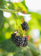 Fresh blackberries in the garden. A bunch of ripe blackberry fruits on a branch with green leaves.