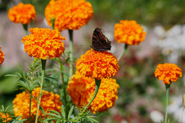  Butterfly on orange beautiful flowers of marigolds. Summer floral background