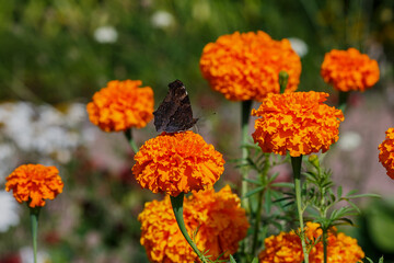 Butterfly on orange beautiful flowers of marigolds (lat. Tagetes erecta). Summer floral background