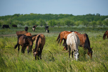 Fototapeta na wymiar Herd horses and herd of cows background graze in meadow.